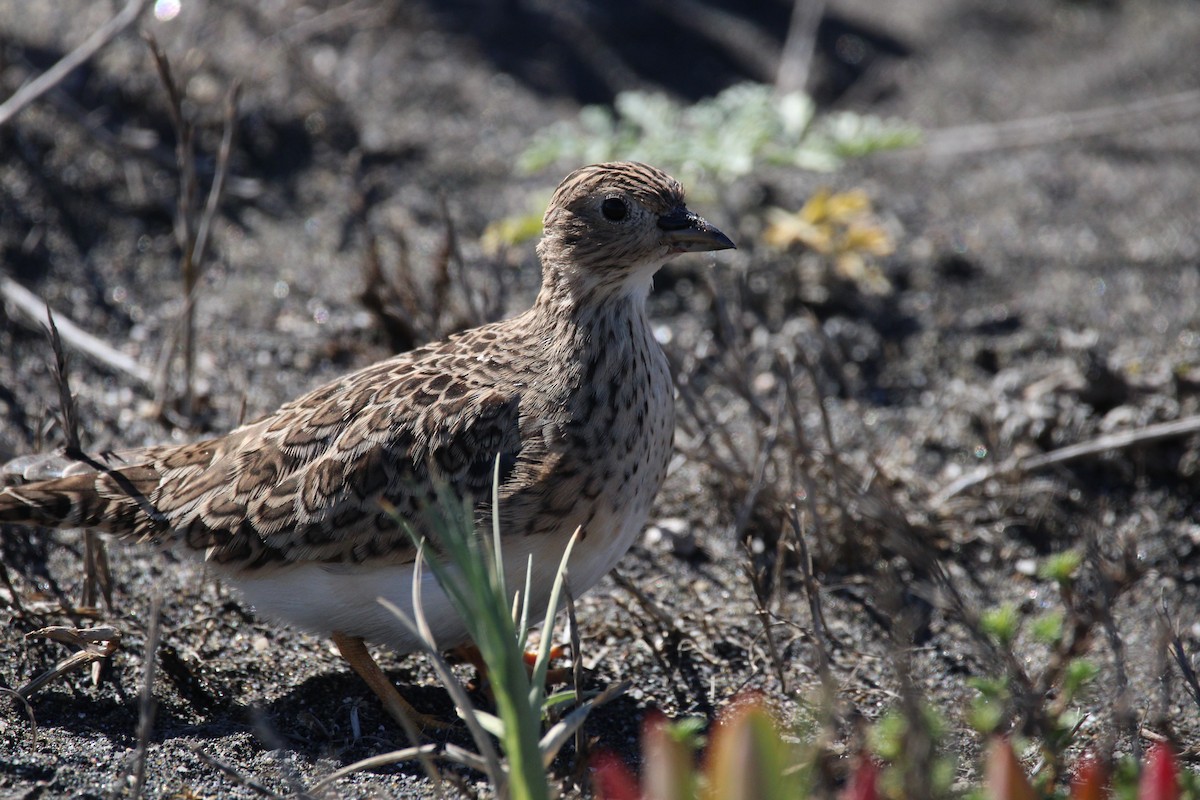 Gray-breasted Seedsnipe - ML616742561
