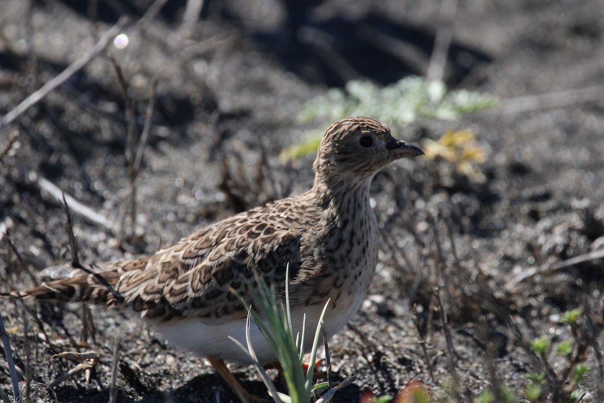 Gray-breasted Seedsnipe - ML616742564