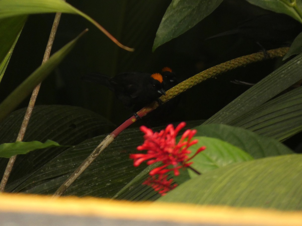 Tawny-crested Tanager - ML616742608