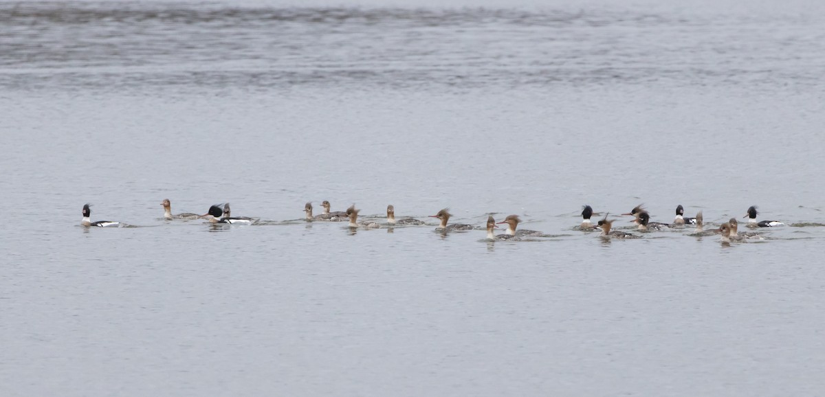 Pennsylvania Bird Atlas Checklist - 31 Mar 2024 - Lake Wilhelm Marina ...