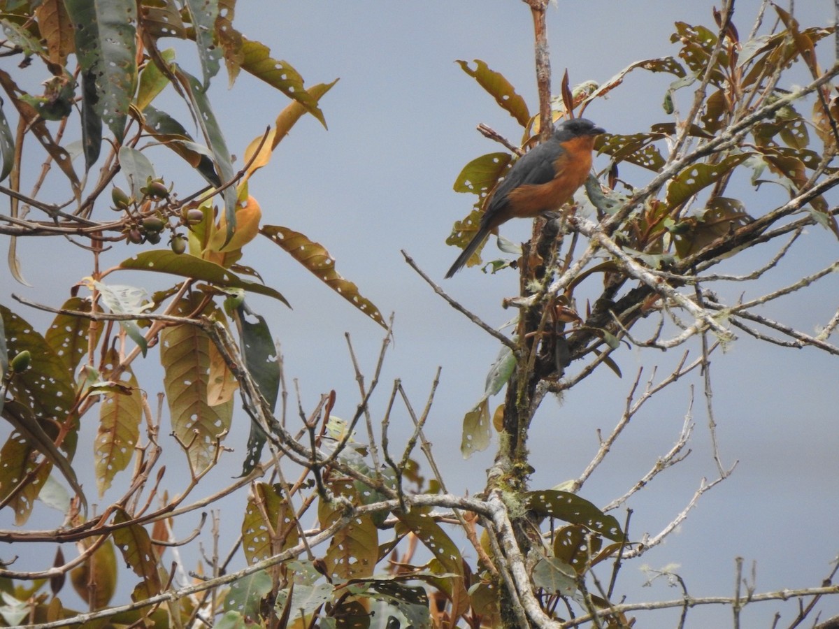 Rufous-crested Tanager - ML616742737
