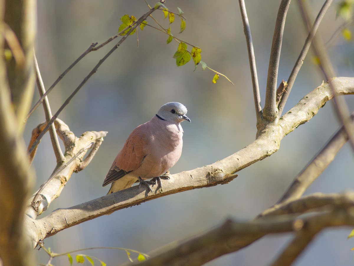 Red Collared-Dove - ML616742757