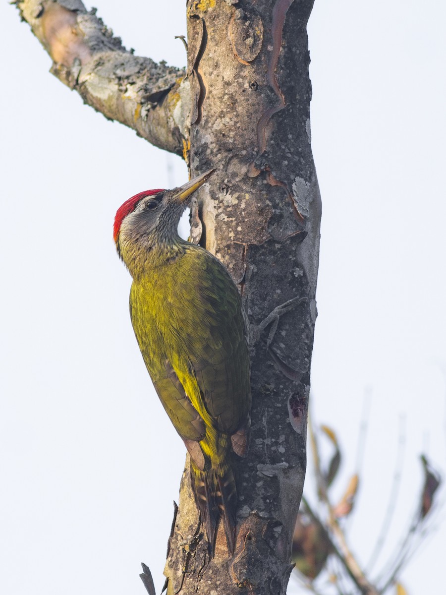 Streak-throated Woodpecker - Zsombor Károlyi