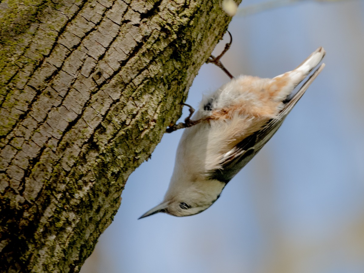 White-breasted Nuthatch - ML616743030
