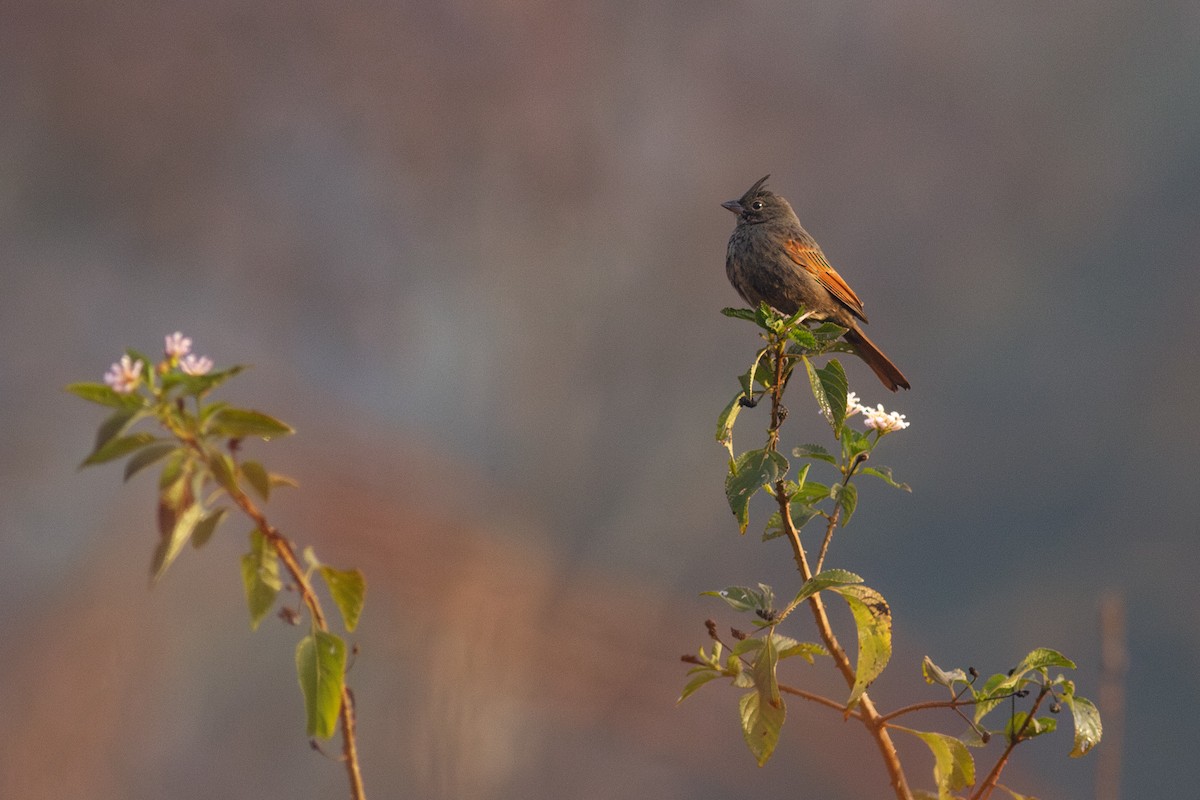 Crested Bunting - ML616743052