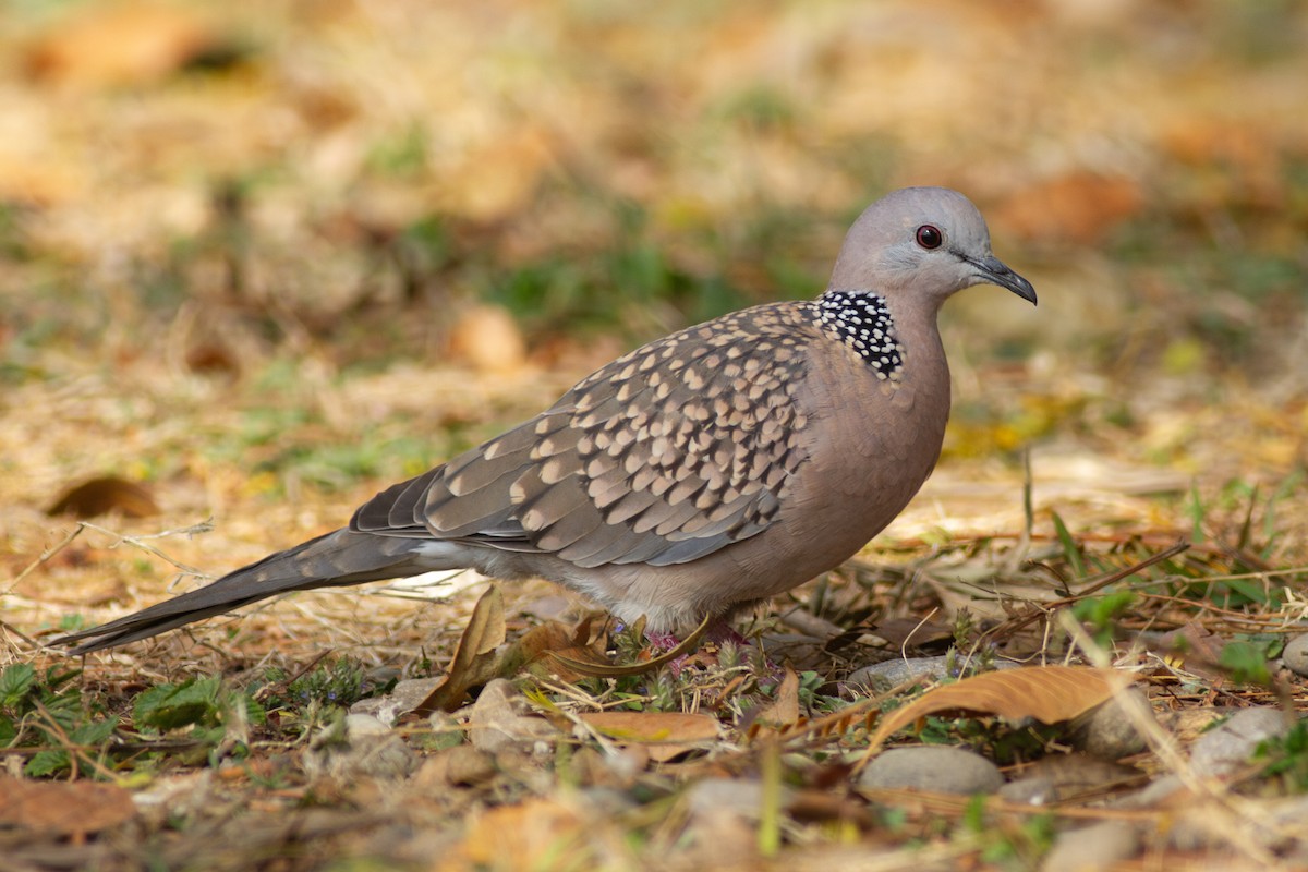 Spotted Dove - ML616743082