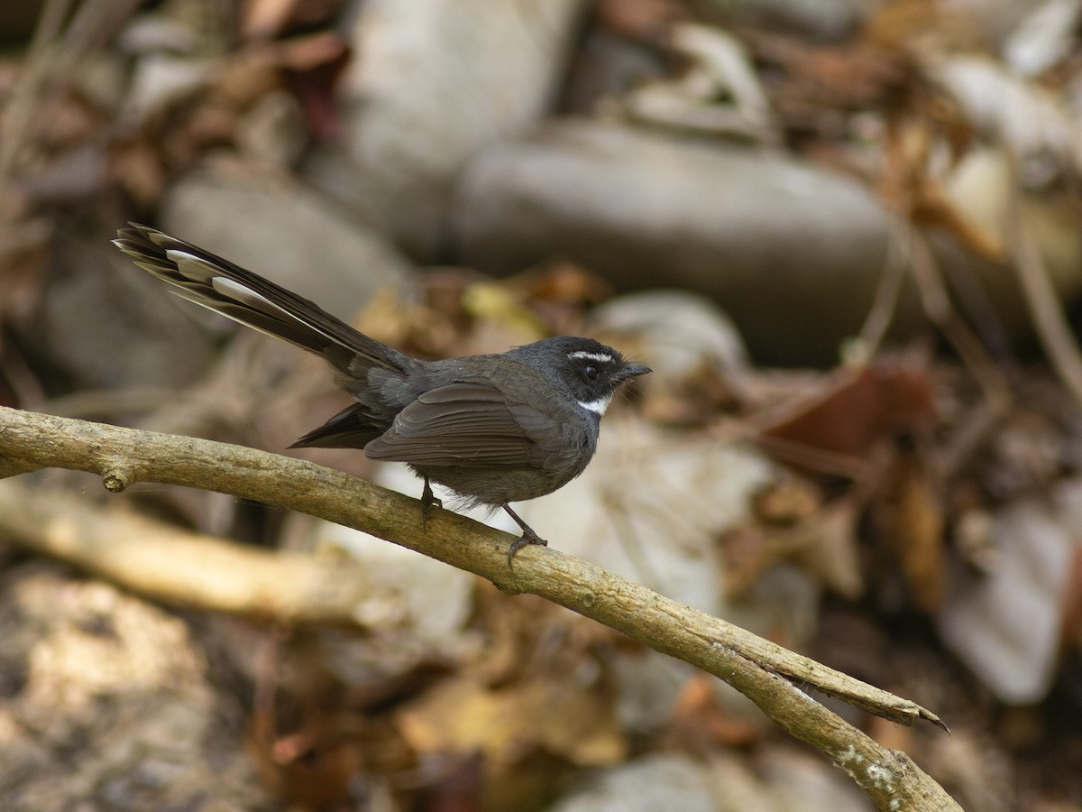 White-throated Fantail - ML616743098