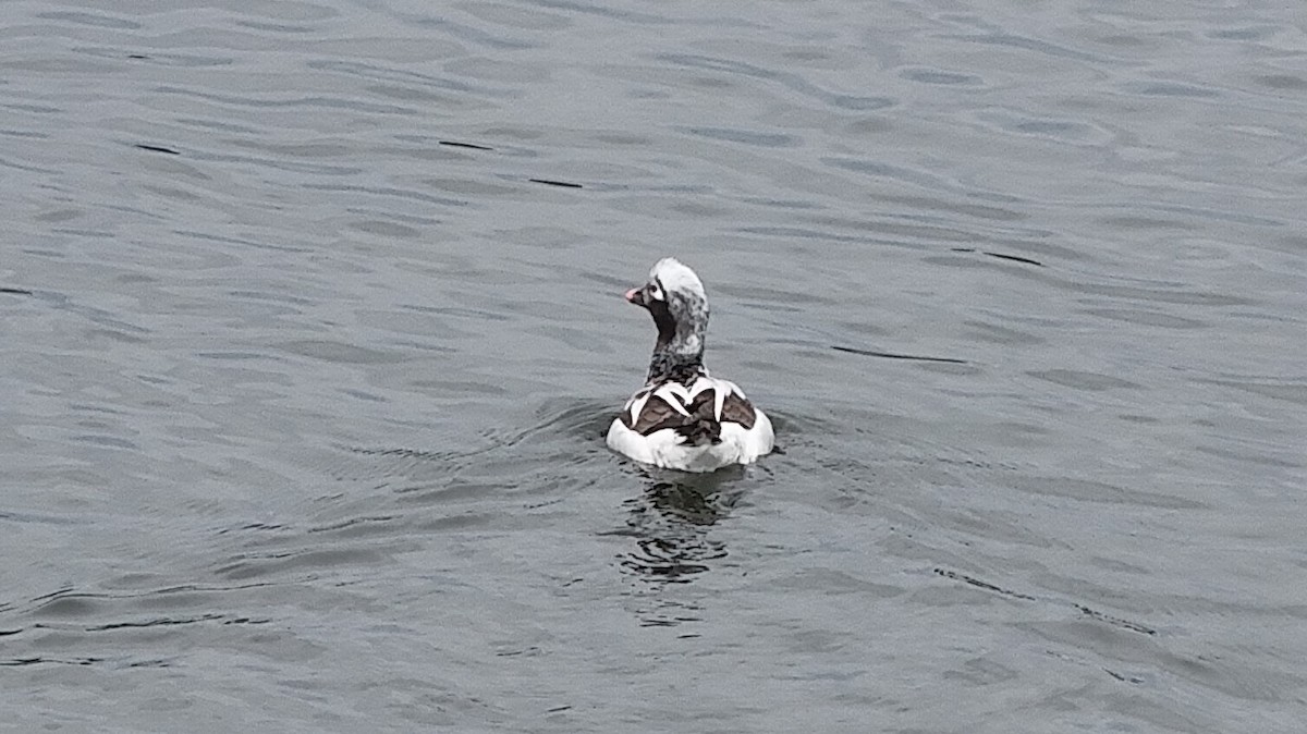 Long-tailed Duck - ML616743121