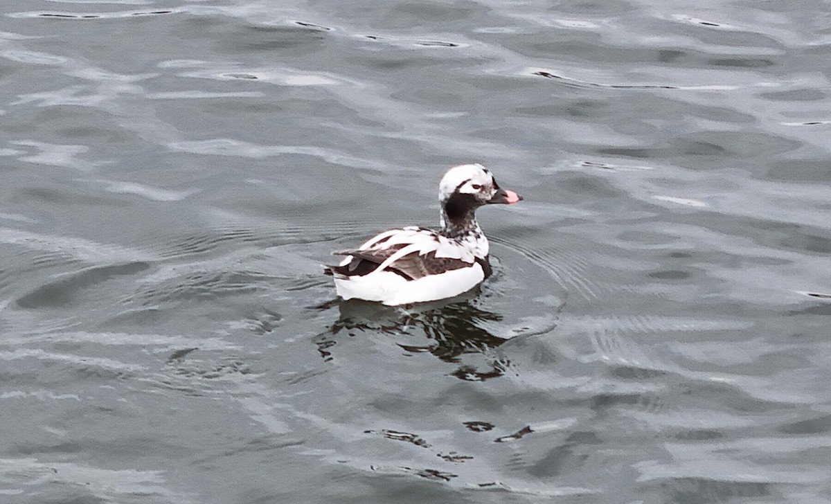 Long-tailed Duck - ML616743122