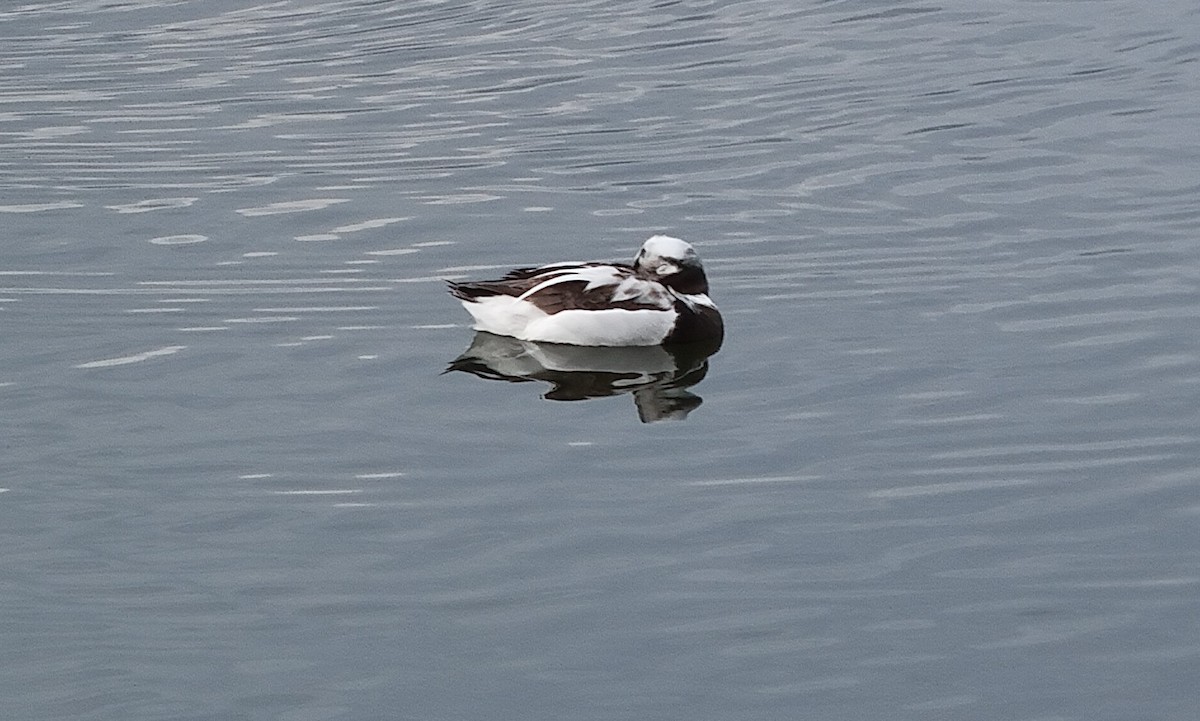 Long-tailed Duck - ML616743123