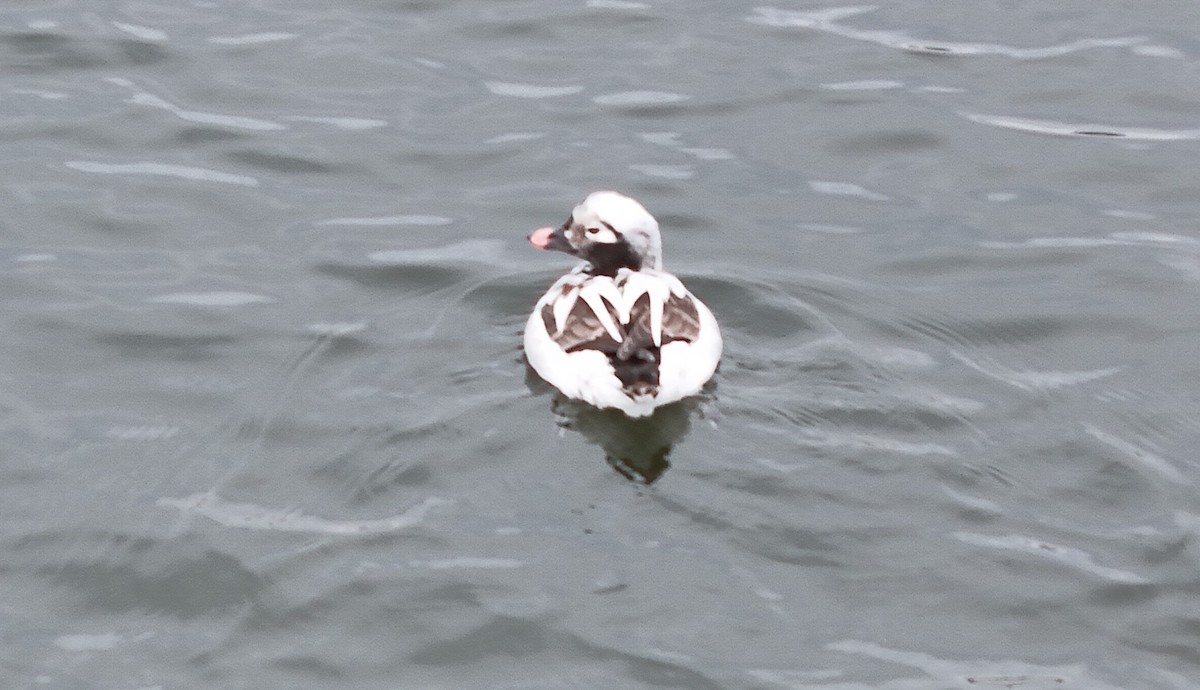 Long-tailed Duck - ML616743124