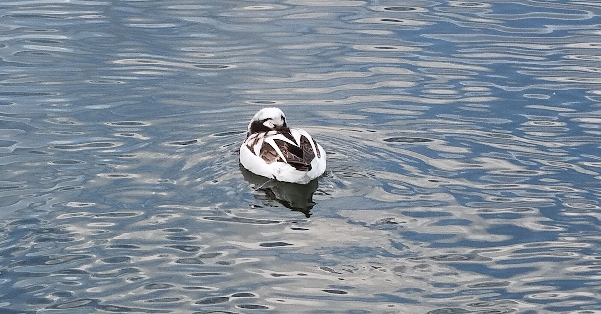 Long-tailed Duck - ML616743125