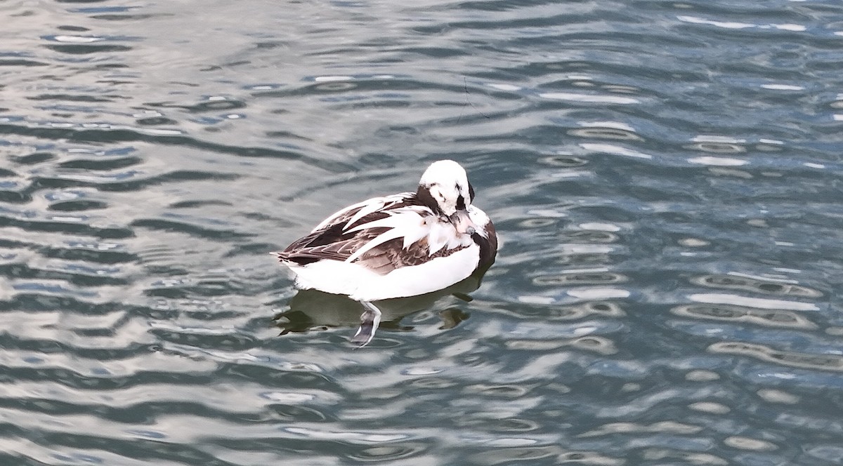 Long-tailed Duck - ML616743126