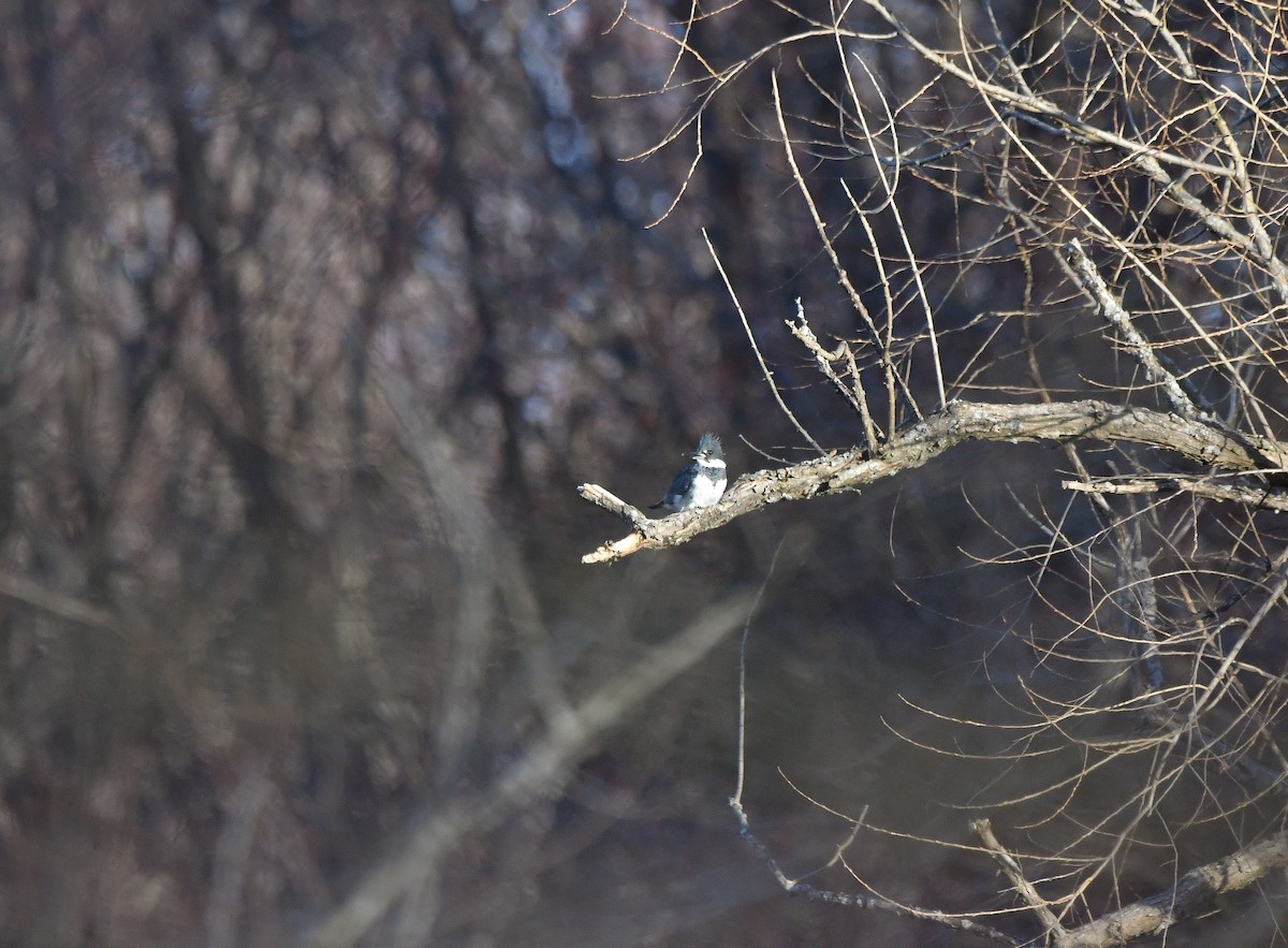 Belted Kingfisher - ML616743137