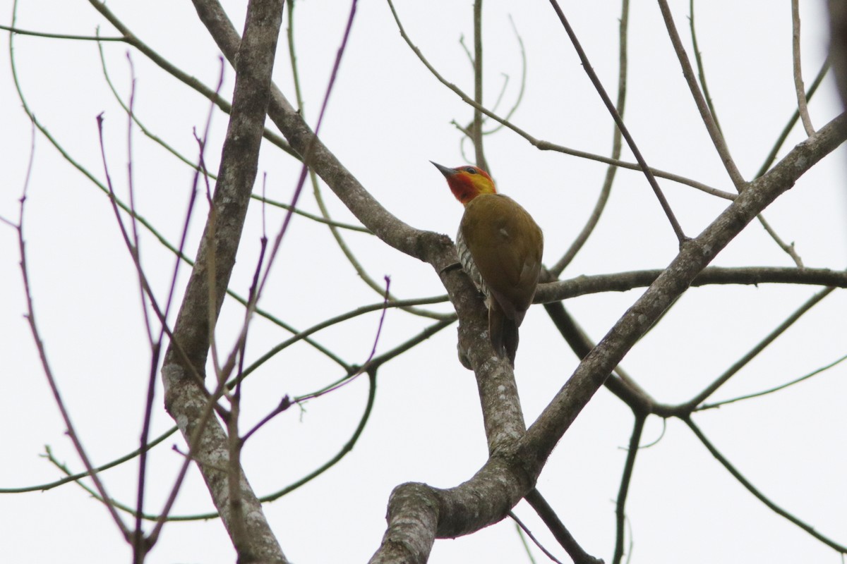 Yellow-throated Woodpecker - Richard Dunn