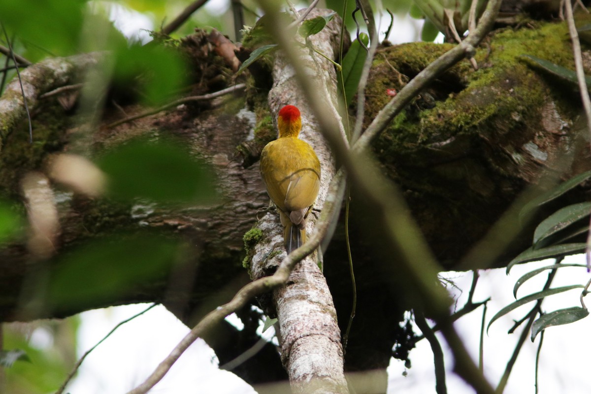 Yellow-throated Woodpecker - ML616743145