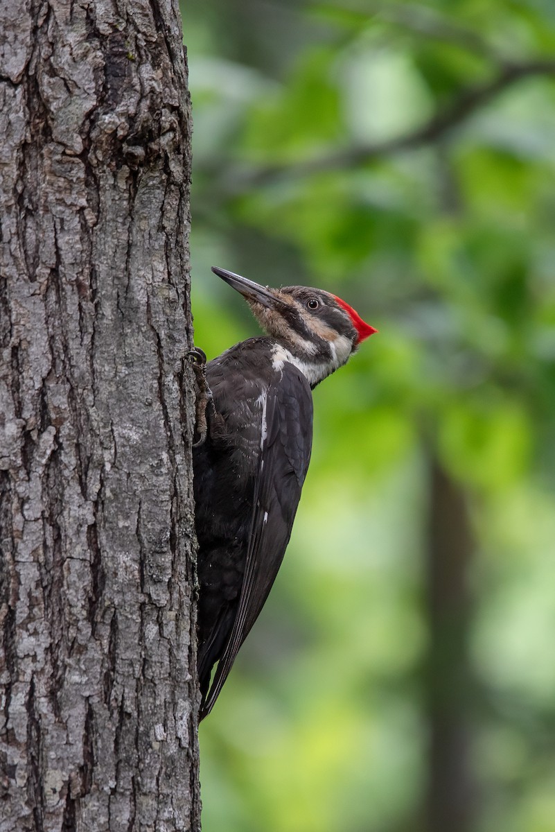 Pileated Woodpecker - ML616743164