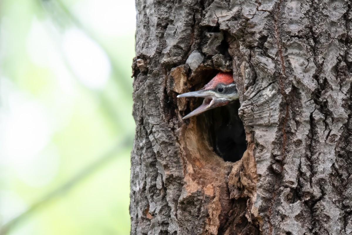 Pileated Woodpecker - Denise Boudreau
