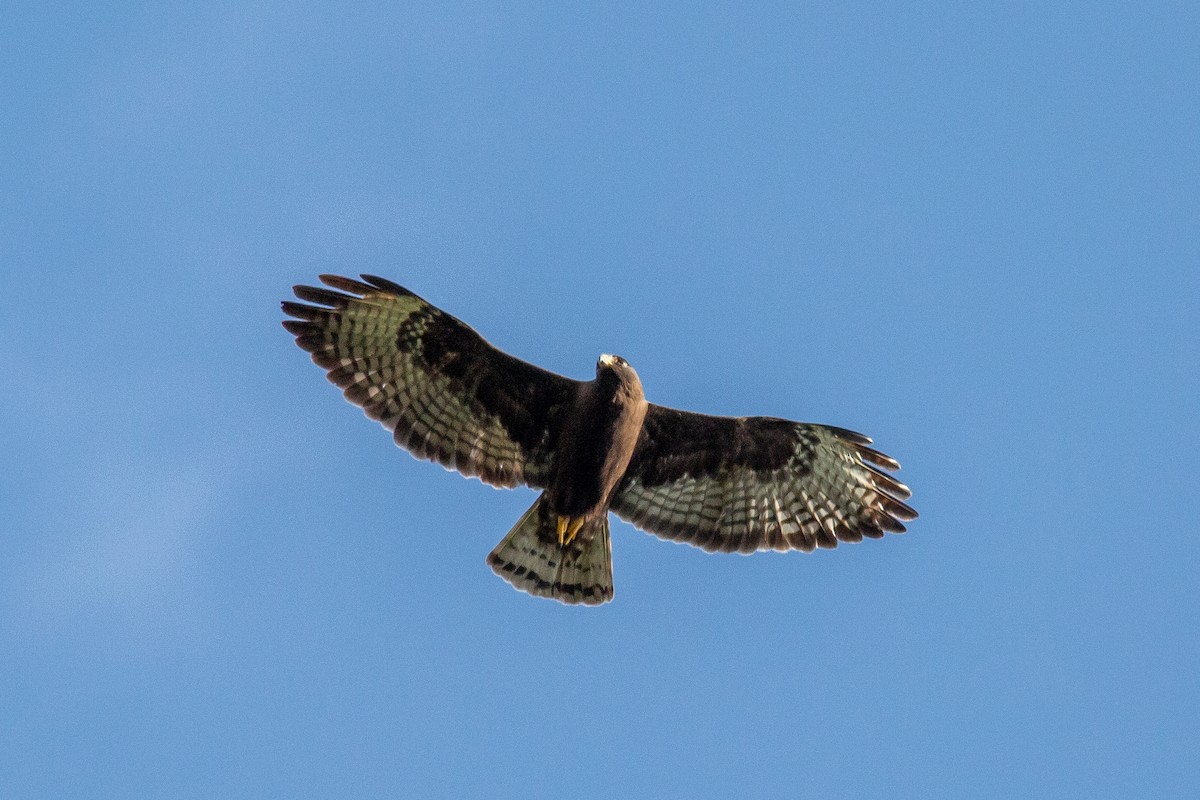 Short-tailed Hawk - Jeff O'Connell