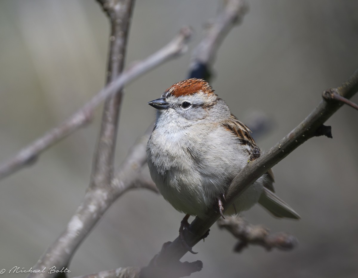 Chipping Sparrow - Michael Bolte