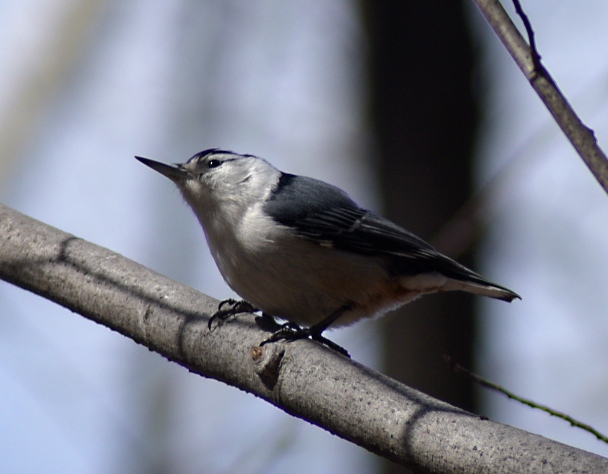 White-breasted Nuthatch - ML616743374