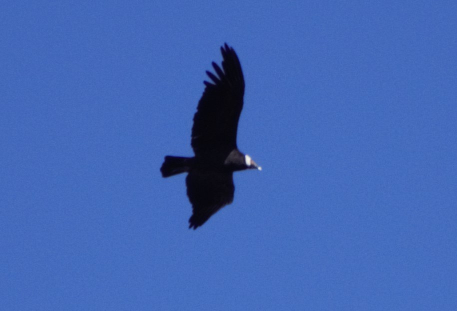 Condor des Andes - ML616743485
