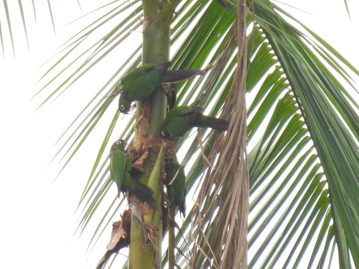 Maroon-tailed Parakeet - ML616743487