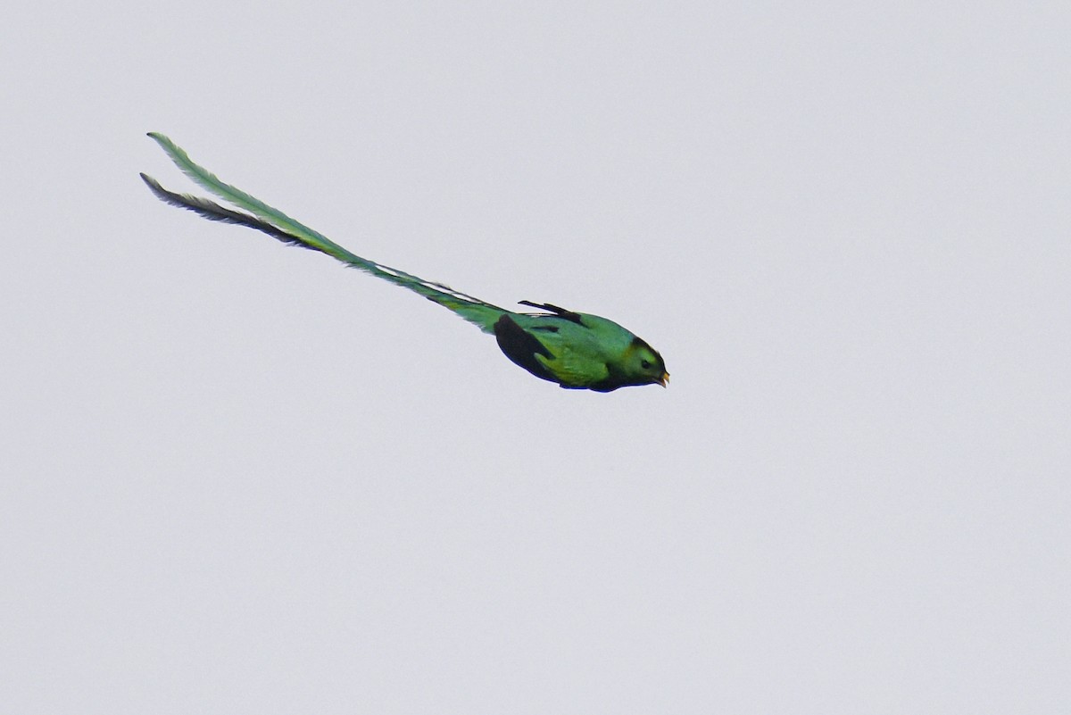 kvesal chocholatý (ssp. mocinno) - ML616743564