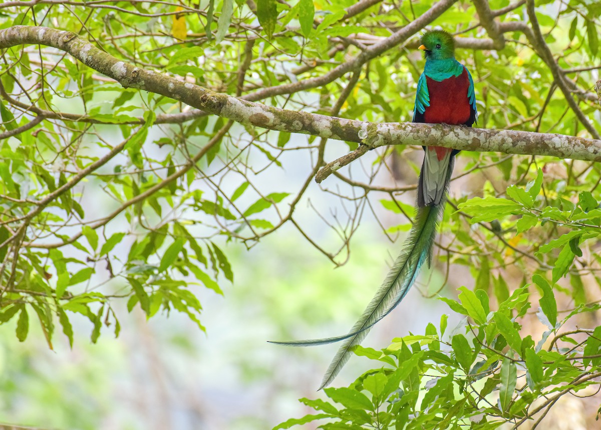 Quetzal resplendissant (mocinno) - ML616743565
