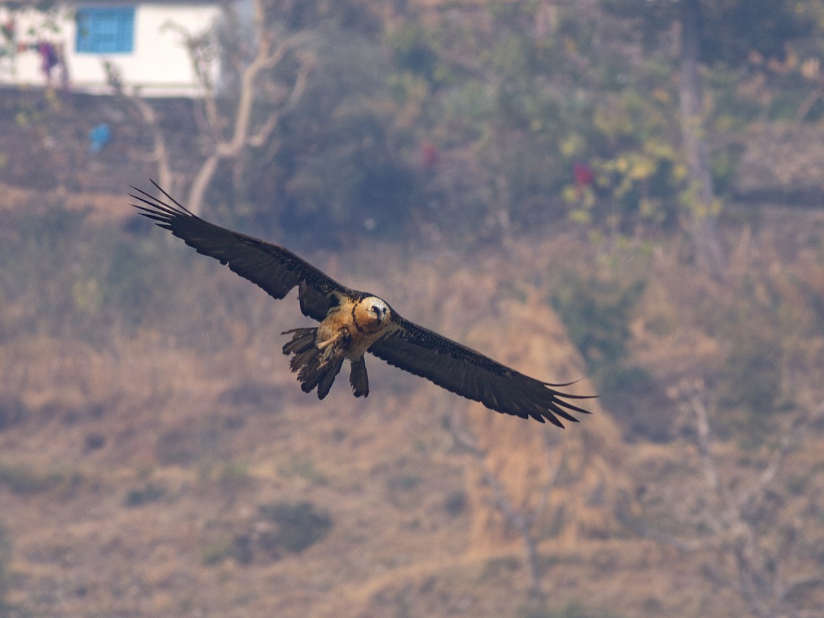 Bearded Vulture - ML616743594