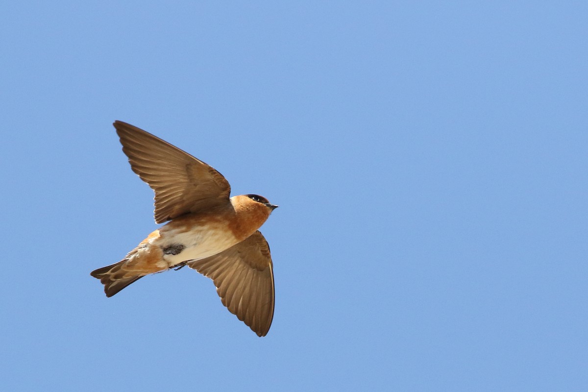 Cave Swallow - ML616743676