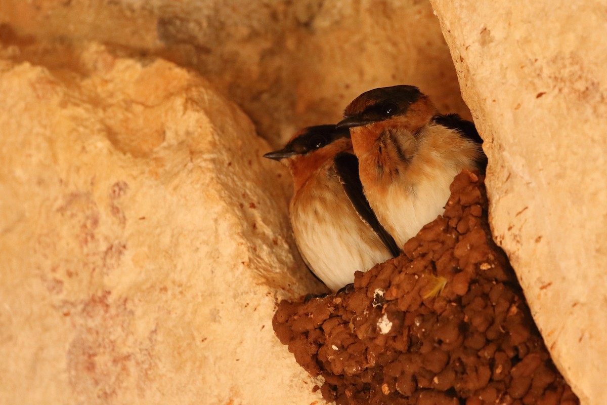 Cave Swallow - ML616743677