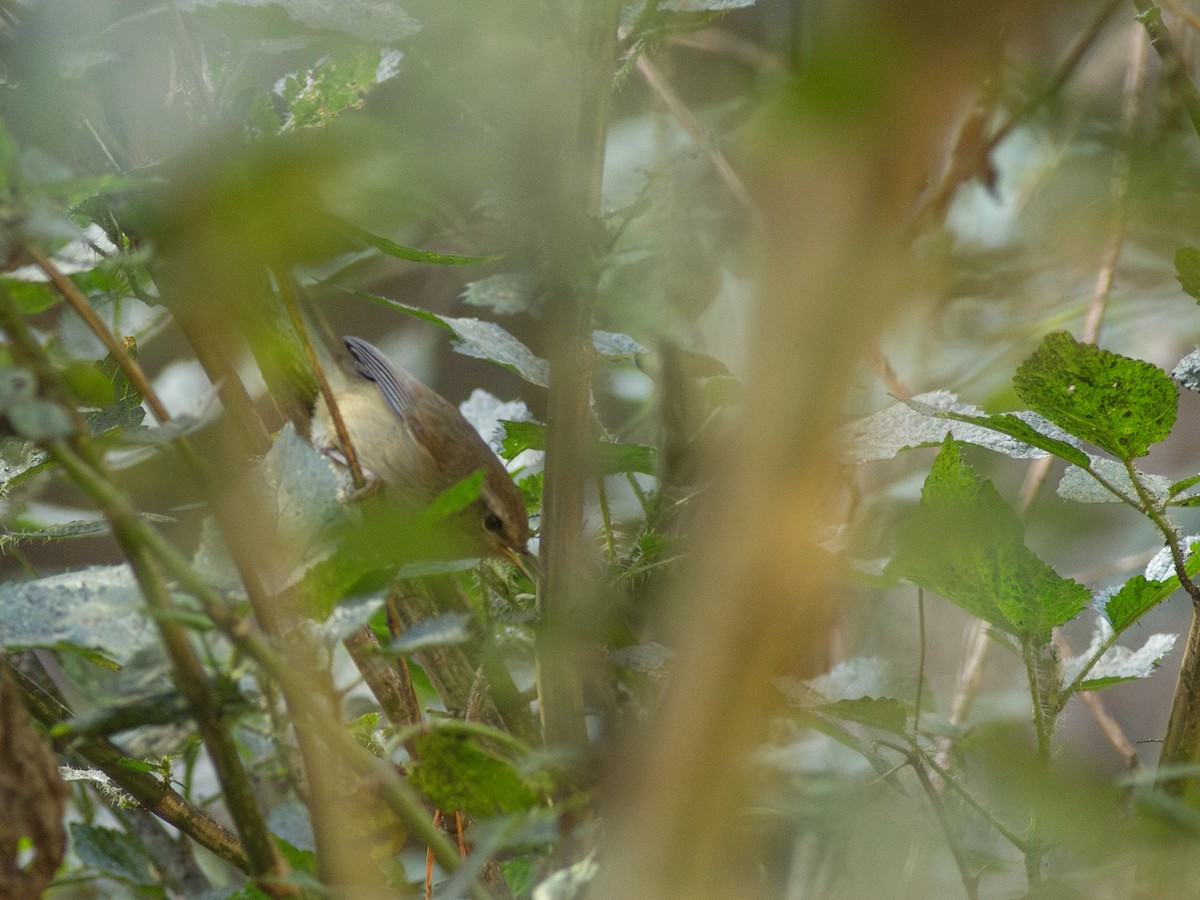 Gray-sided Bush Warbler - ML616743767