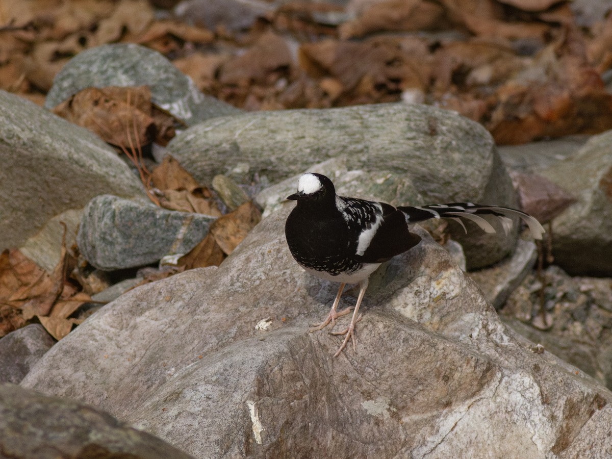 Spotted Forktail - ML616743778