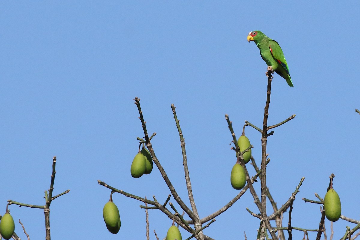 White-fronted Parrot - ML616743800