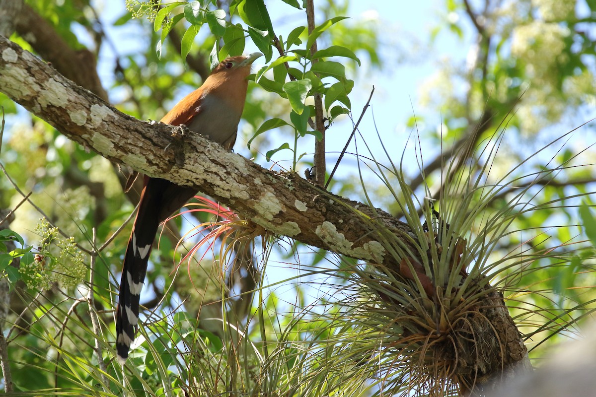 Squirrel Cuckoo (Middle America) - ML616743859