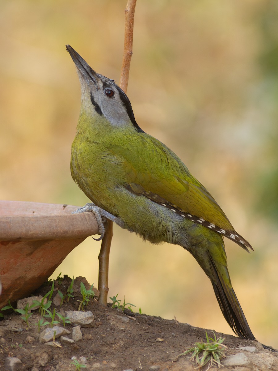 Gray-headed Woodpecker - ML616743903