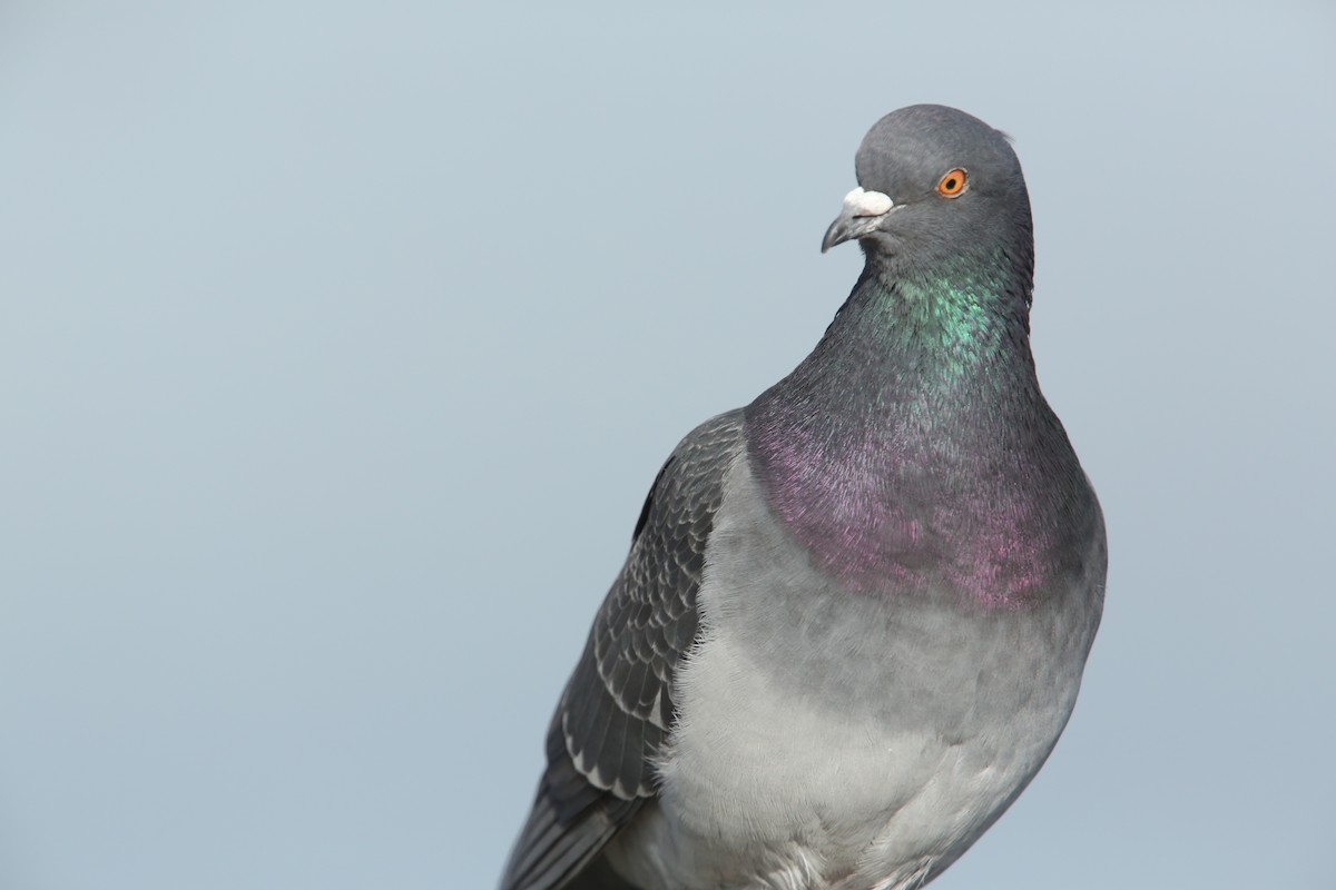 Rock Pigeon (Feral Pigeon) - Luke Seitz