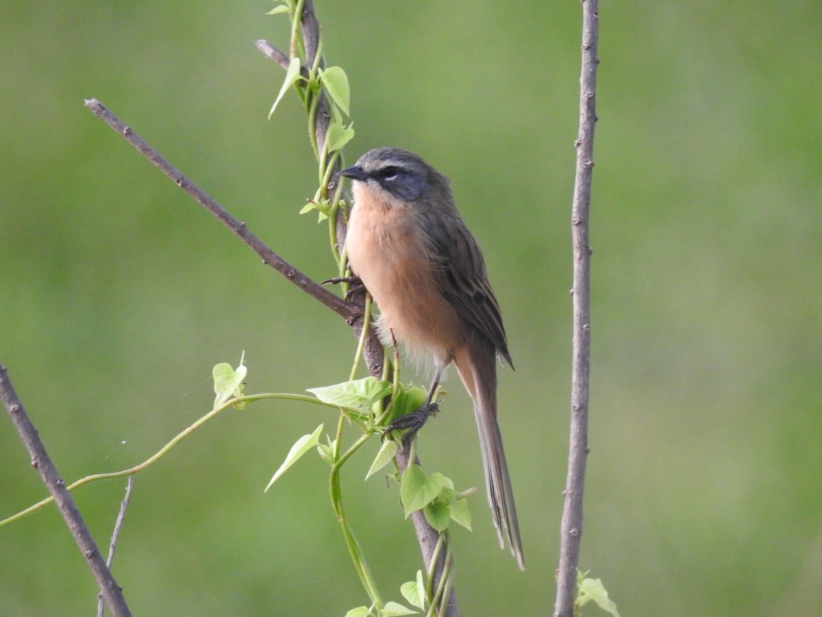 Long-tailed Reed Finch - ML616743948