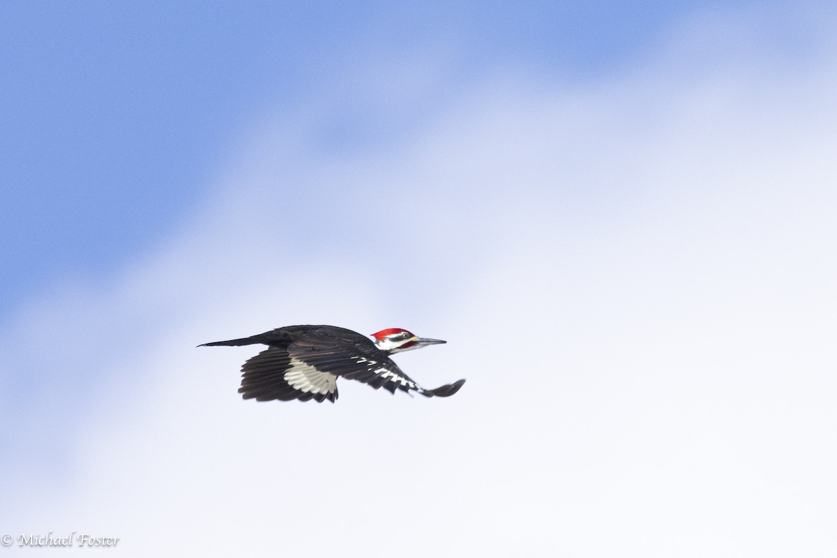 Pileated Woodpecker - ML616743973