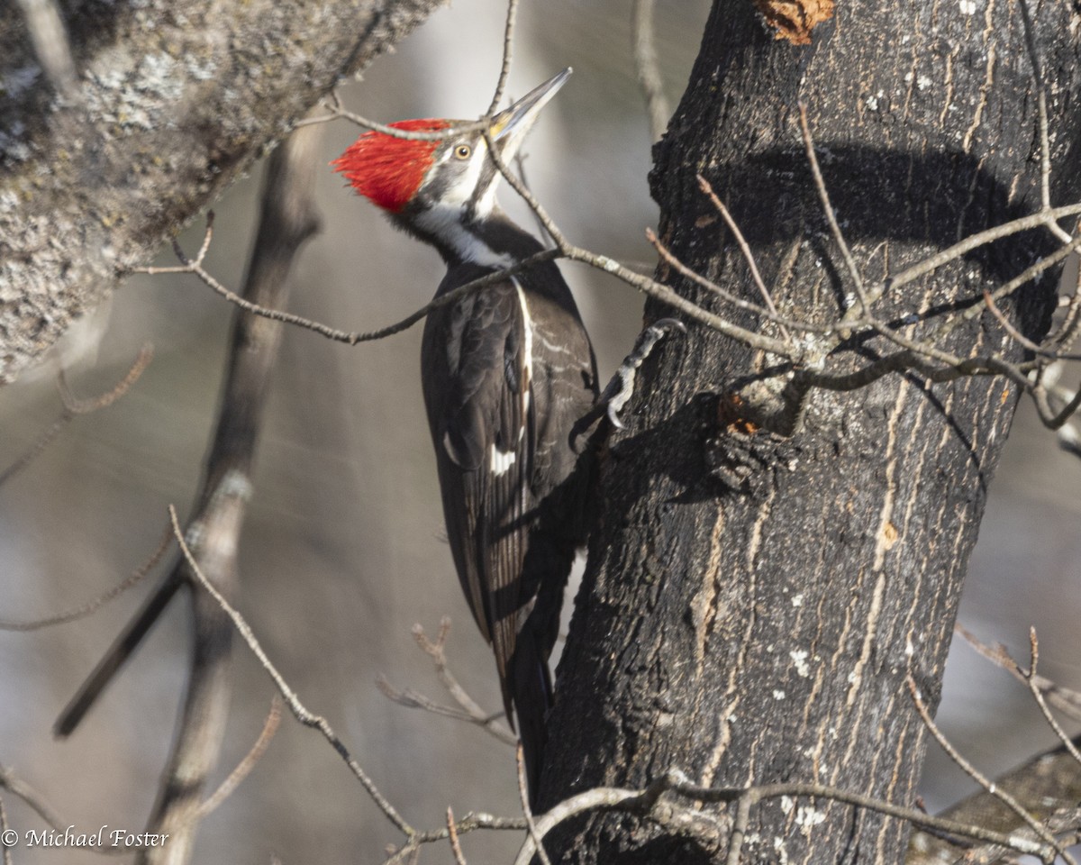Pileated Woodpecker - ML616743974