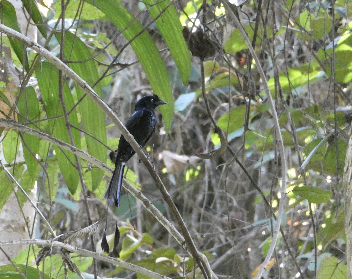 Greater Racket-tailed Drongo - Julie-ann Bauer