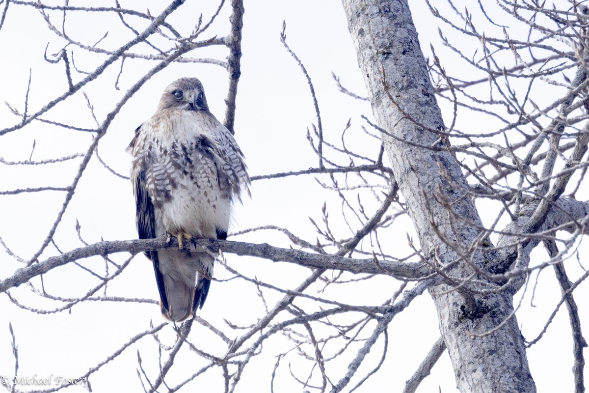 Red-tailed Hawk - ML616744028