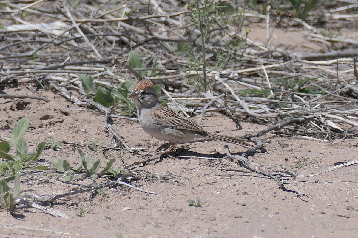 Rufous-winged Sparrow - ML616744091