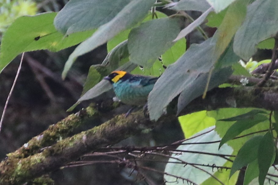Saffron-crowned Tanager - ML616744191