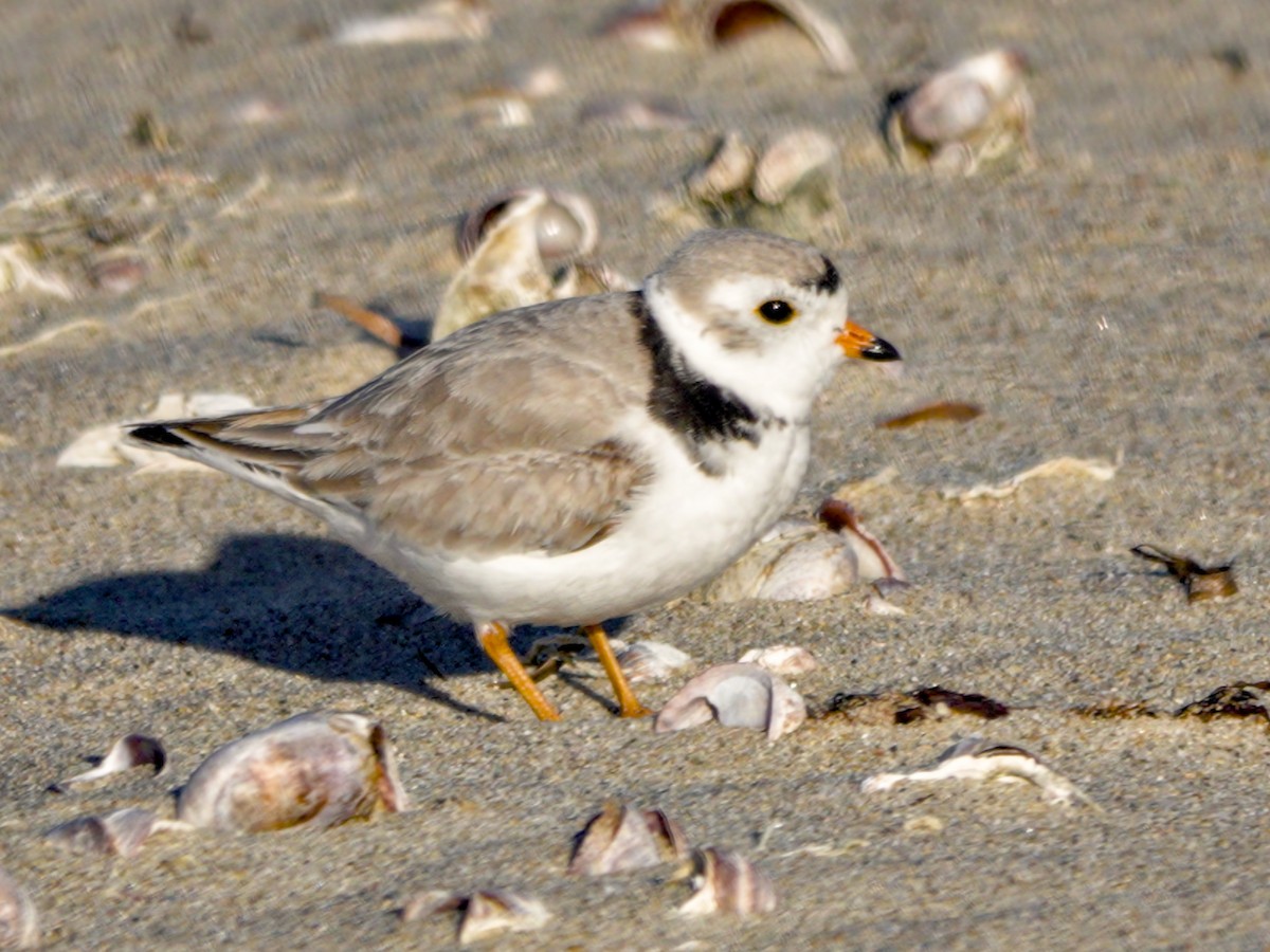 Piping Plover - ML616744212