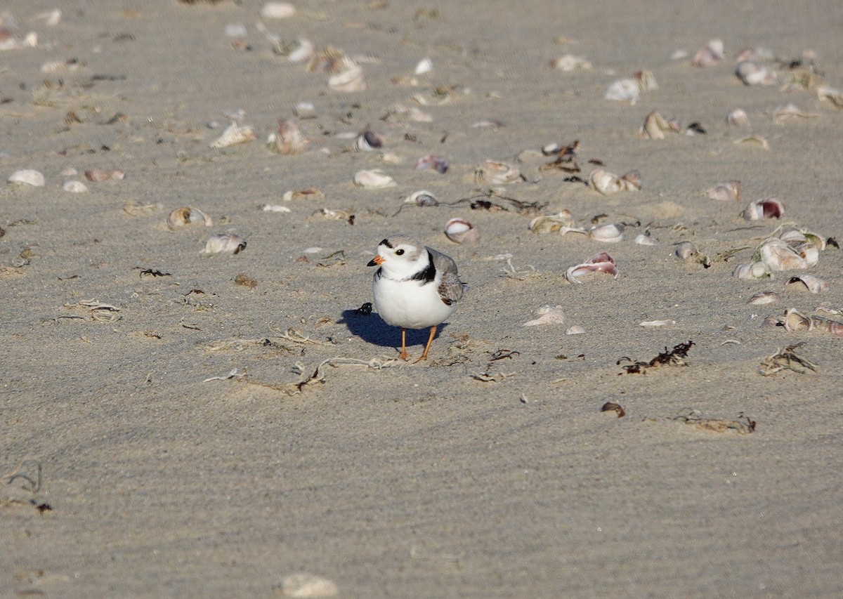 Piping Plover - ML616744213