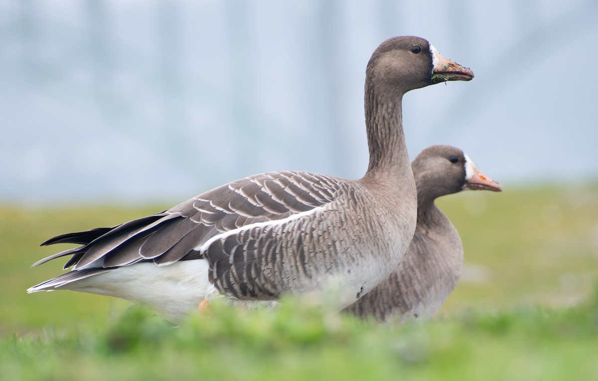 Greater White-fronted Goose - ML616744284
