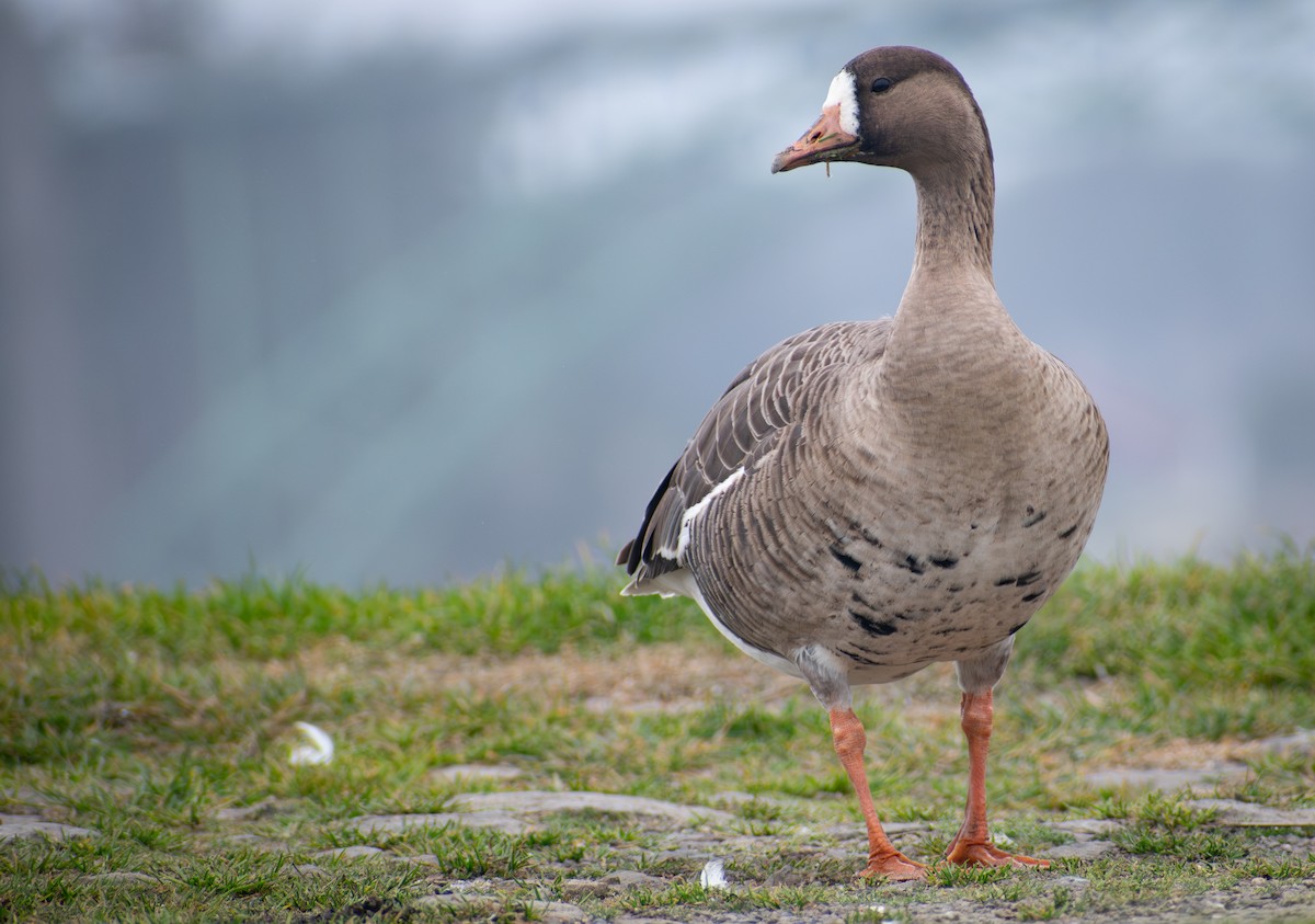 Greater White-fronted Goose - ML616744285
