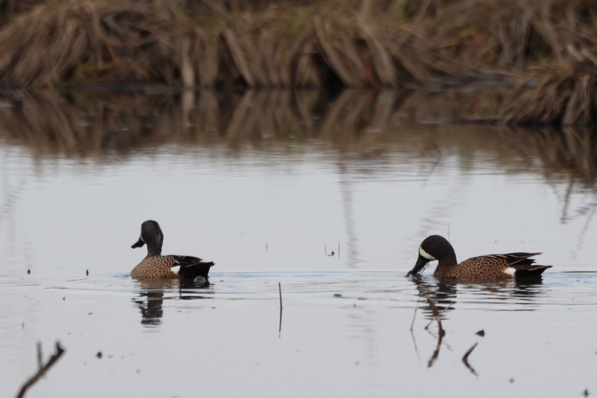 Blue-winged Teal - ML616744305